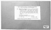 Podosphaera fuliginea image
